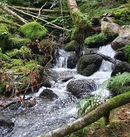 Black Forest Kuckucksnest Schoenwald im Schwarzwald