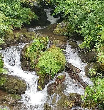 Black Forest Kuckucksnest Appartement *