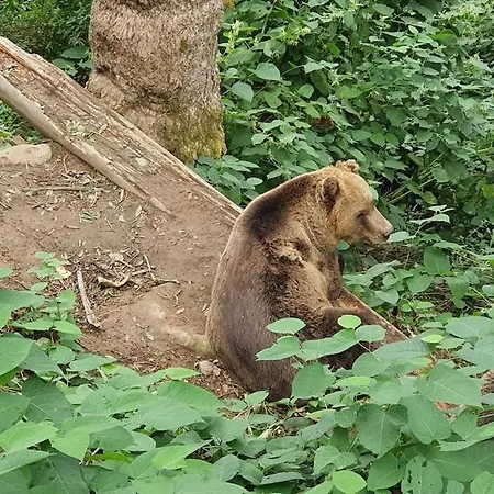 Black Forest Kuckucksnest
